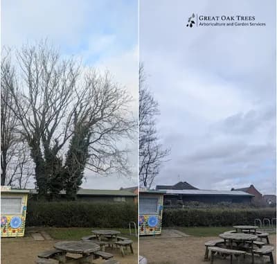 Great Oak Trees Ltd — waste collection