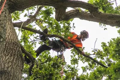 Artemis Tree Services Limited — waste collection