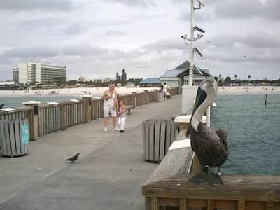 Clearwater Clearance — waste collection