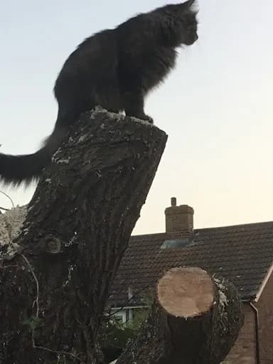 Dryad Tree Specialists Limited — waste collection