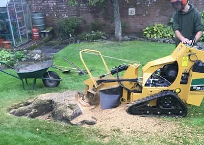 Tree Stump Removal — waste collection