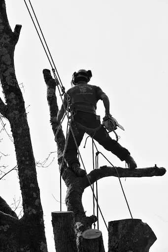 Tip Top Trees — waste collection