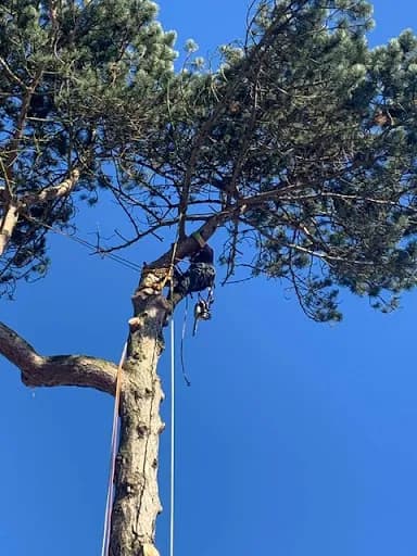 M.j.tree Services Limited — waste collection